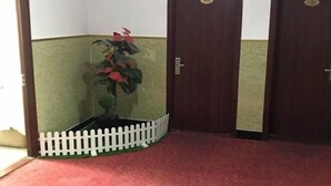 A corner with a white picket fence, a potted plant with red flowers, and a red carpeted floor.