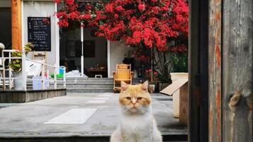 A cat sitting on a wooden deck with a red flower bush in the background.