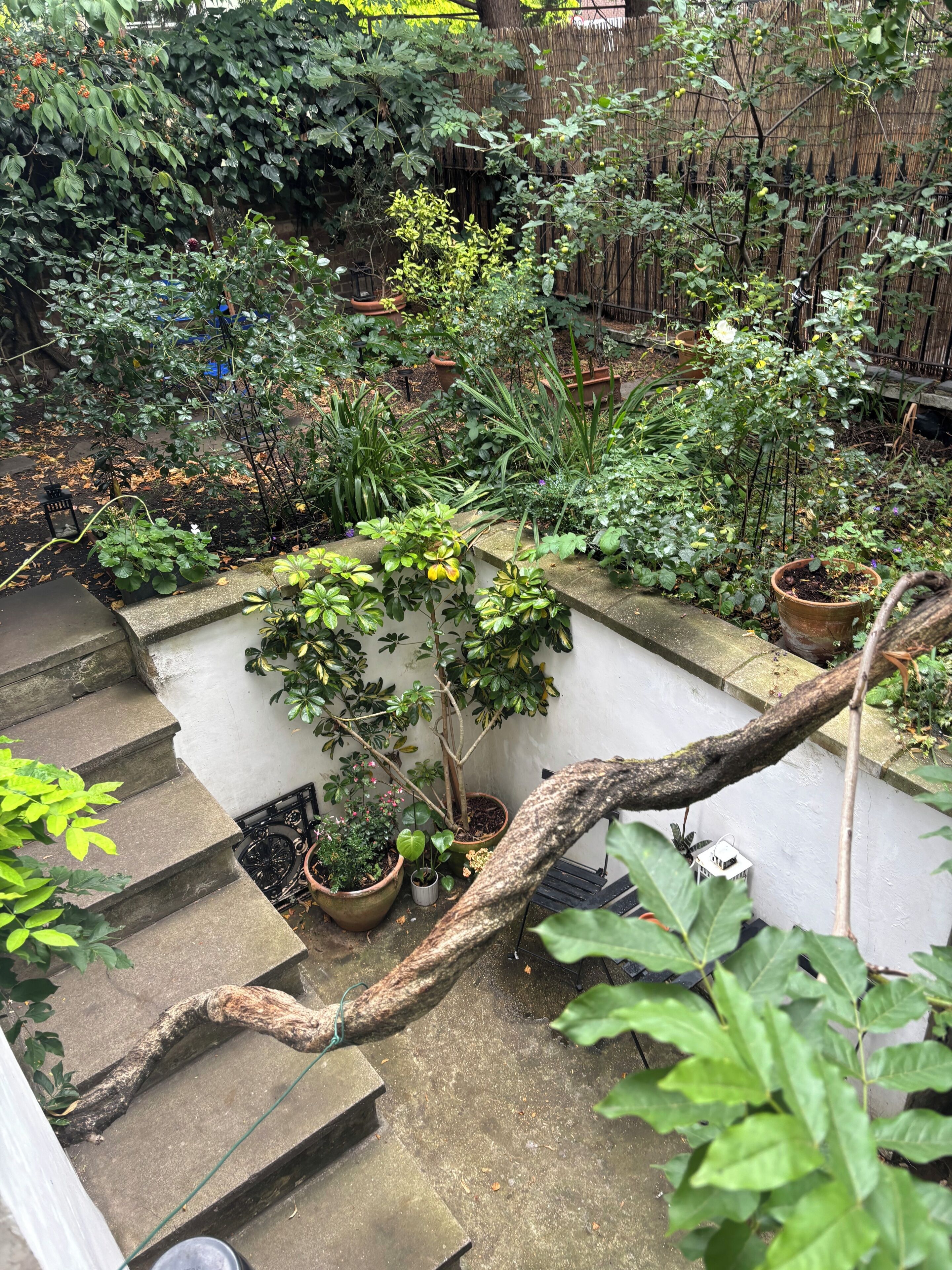 A garden with various plants and a stone staircase.