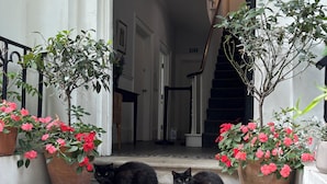 A staircase leading to a door, two cats on a mat, and potted plants. - Central Victorian House (London)