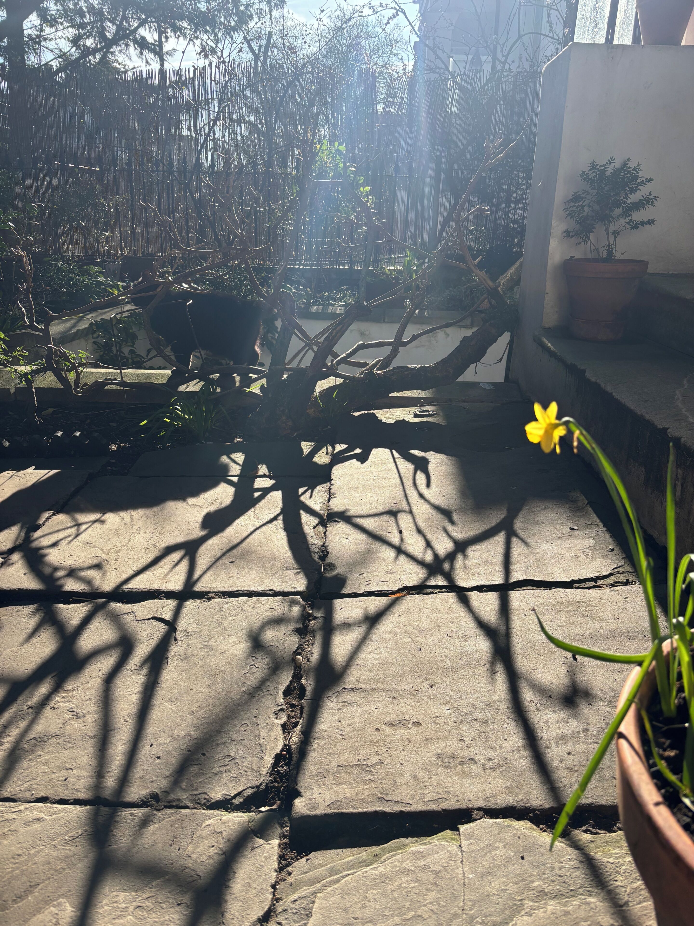 Un patio de concreto con sombras de ramas y una planta en maceta.