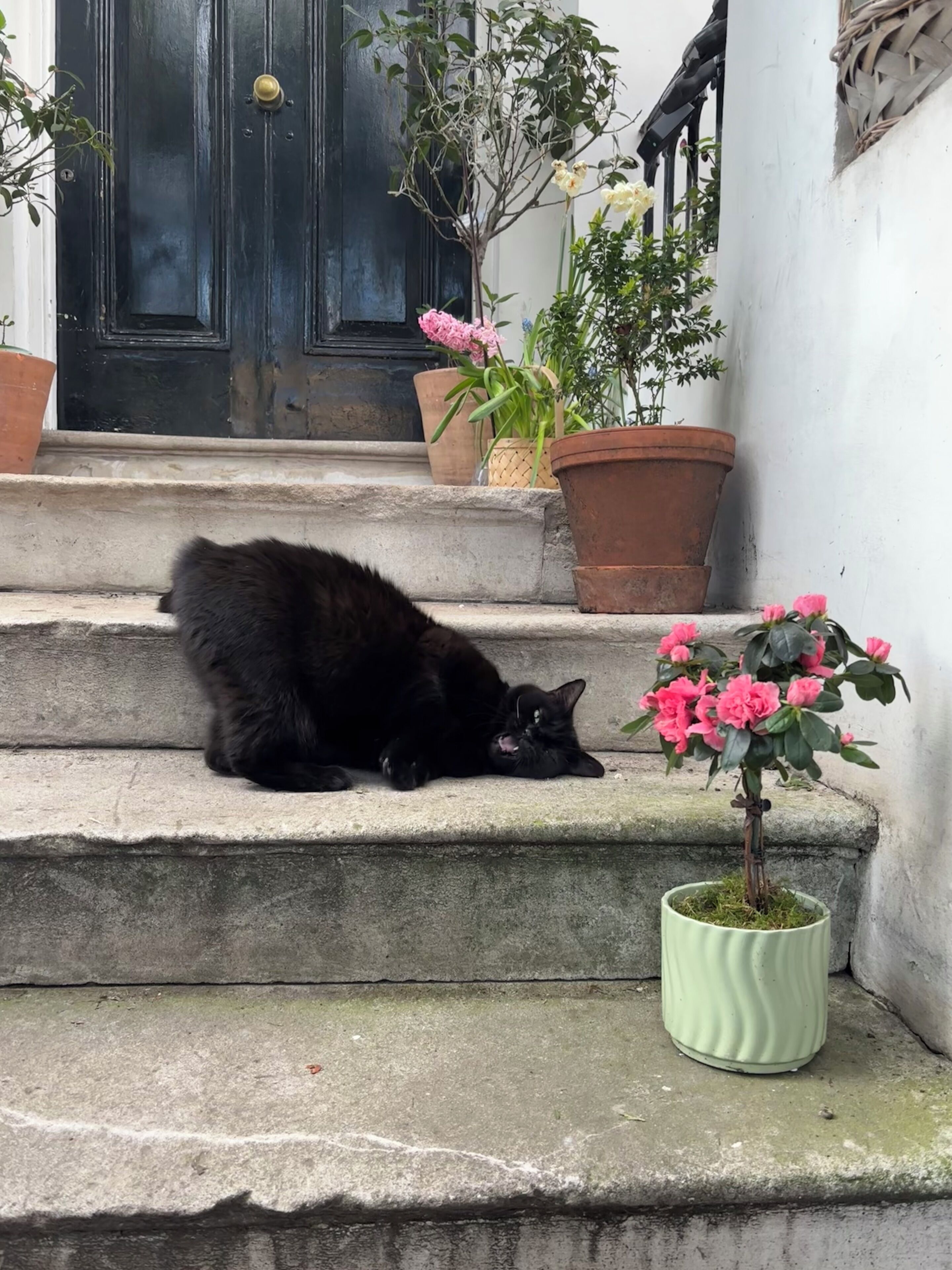 Eine schwarze Katze liegt auf Steinstufen vor einem Gebäude mit einer schwarzen Tür und Topfpflanzen.