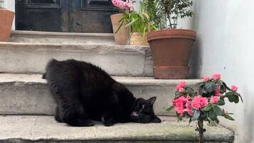Eine schwarze Katze liegt auf Steinstufen vor einem Gebäude mit einer schwarzen Tür und Topfpflanzen.
