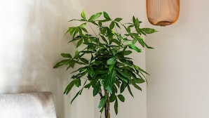 Een moderne woonkamer met een grijze bank, een pot met bamboe en een hangende houten pendel.