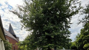 A wooden deck with a hot tub, outdoor furniture, and a large tree. - The Blue Tit (Ognes)