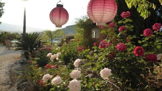 Un jardín con rosas rojas y blancas, una palmera y faroles rojos colgantes.