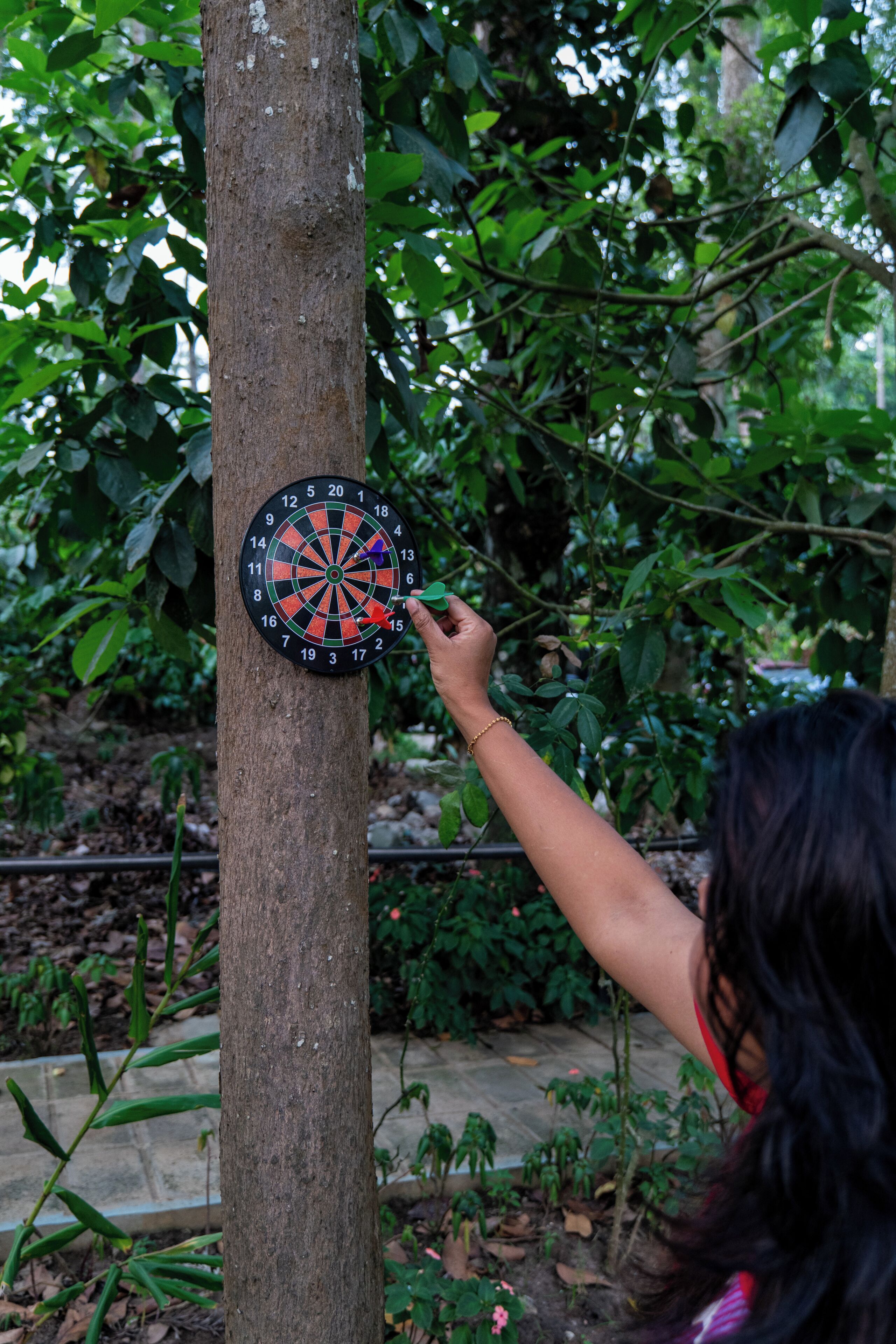 A dartboard mounted on a tree in an outdoor setting.