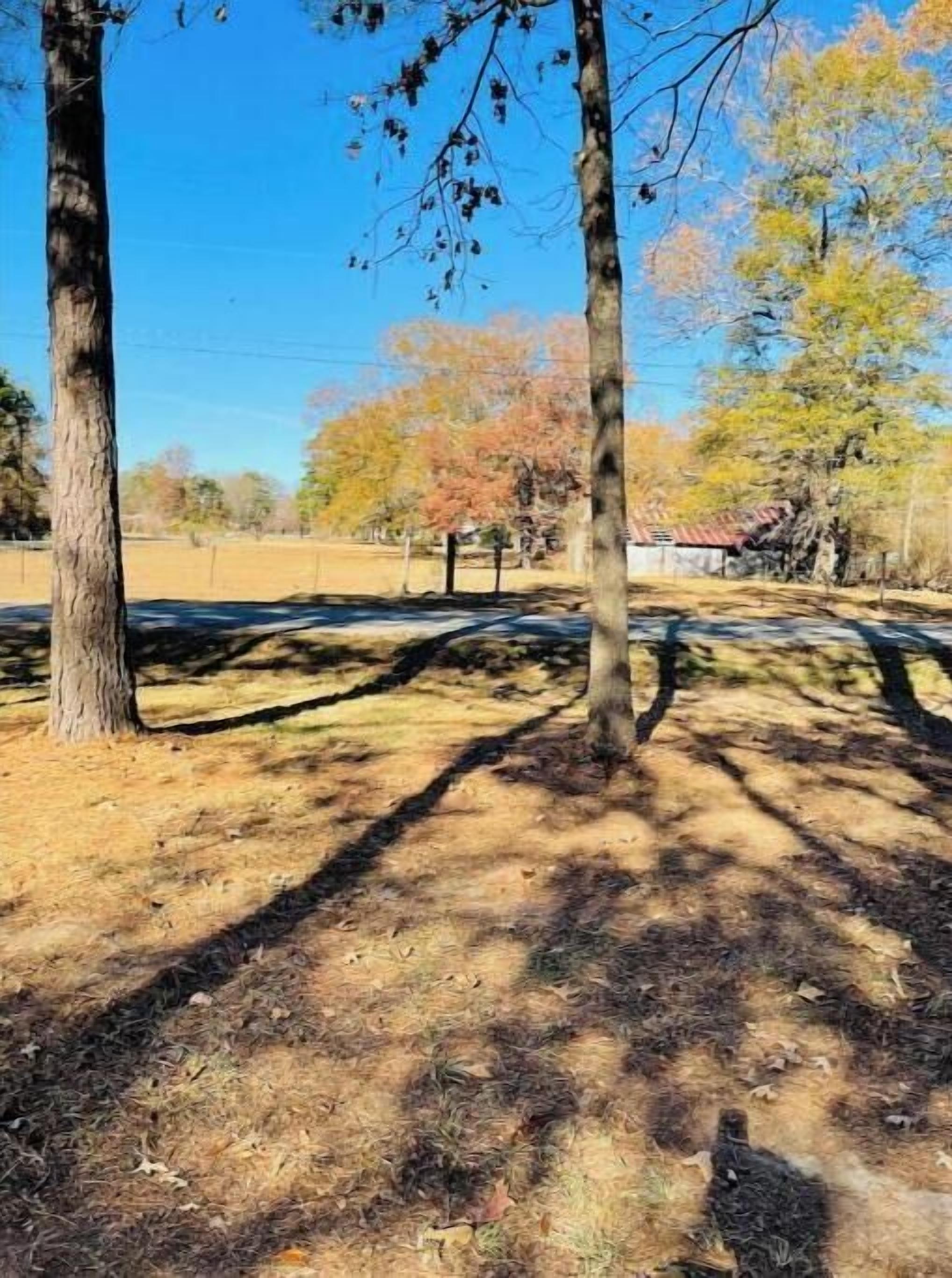 Un parc avec des arbres et un ciel dégagé.