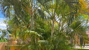 Un patio con dos sillas verdes y una mesita, rodeado de exuberantes palmeras.