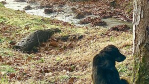 A dog sitting by a stream in a forested area with trees and a rocky bank. - Cozy private Cabin Farm stay with WiFi in Irvine (Irvine)