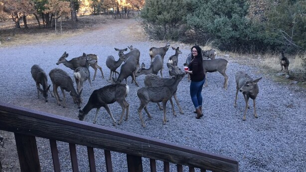 Une femme nourrit des cerfs dans une zone recouverte de gravier, avec des arbres en arrière-plan.