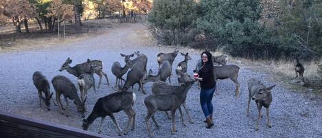 Overnattingsstedets uteområder