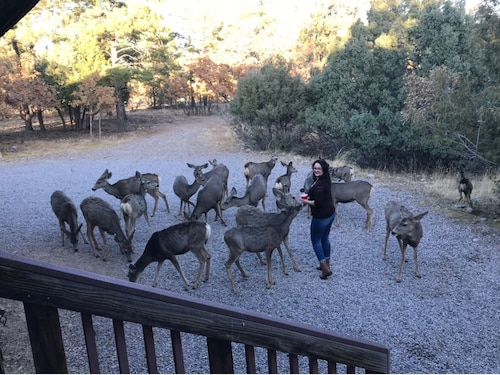 Rustic 7-BDRM and 3-bath lodge in a gated community in Los Ojos with WiFi access