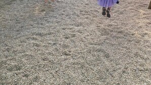 Ein Spielplatz mit Schaukeln und einer Rutsche, umgeben von Bäumen und einem Gebäude mit rotem Dach.