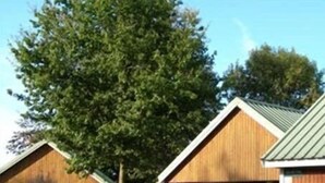 Eine Reihe Holzhütten mit einem Rasen und einem großen Baum im Vordergrund.
