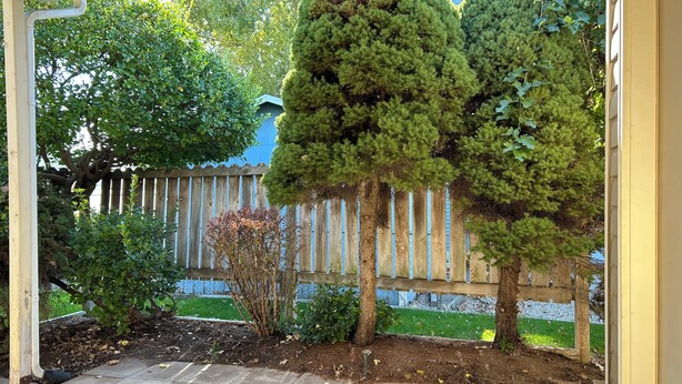 Ein überdachter Patio-Bereich mit Holzzaun, verschiedenen Bäumen und einem gepflegten Garten.