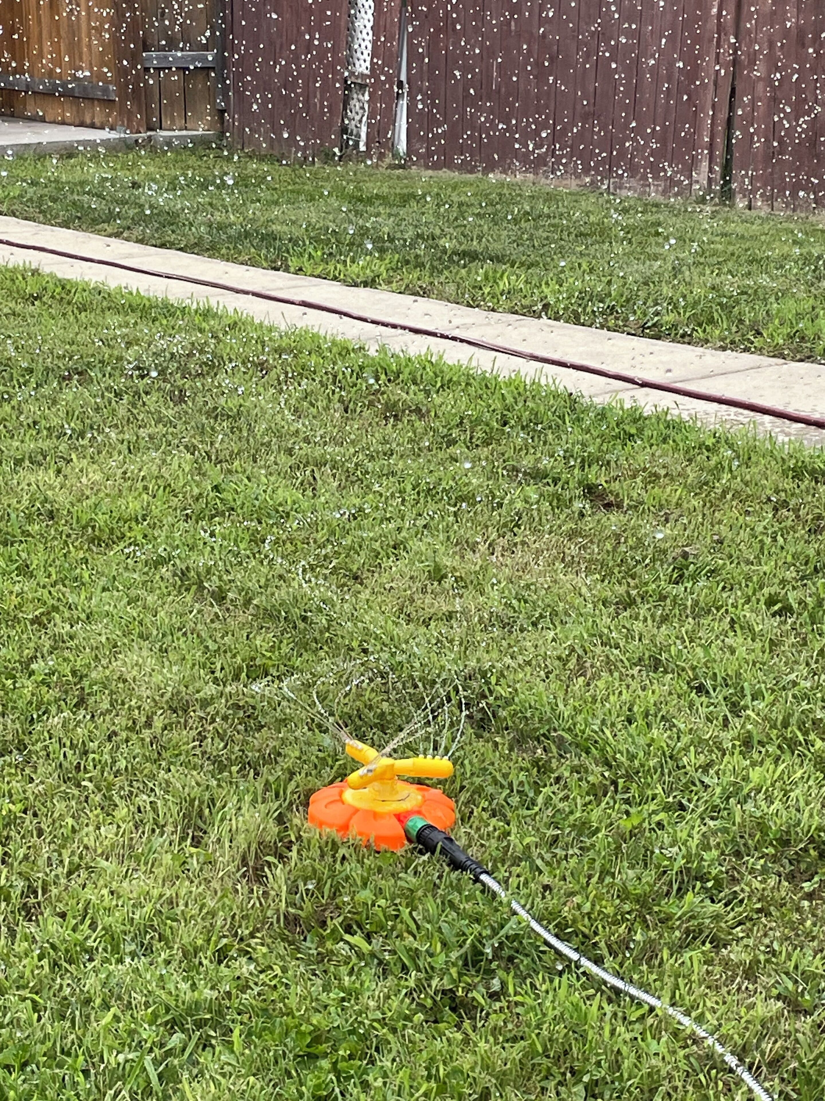 Een gazon met een waterslang en een geel-oranje object op de grond.