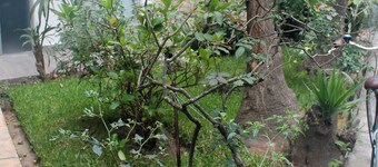 Mayan Wood