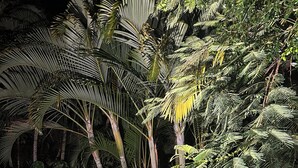 Un jardín con altas palmeras y abundante follaje.