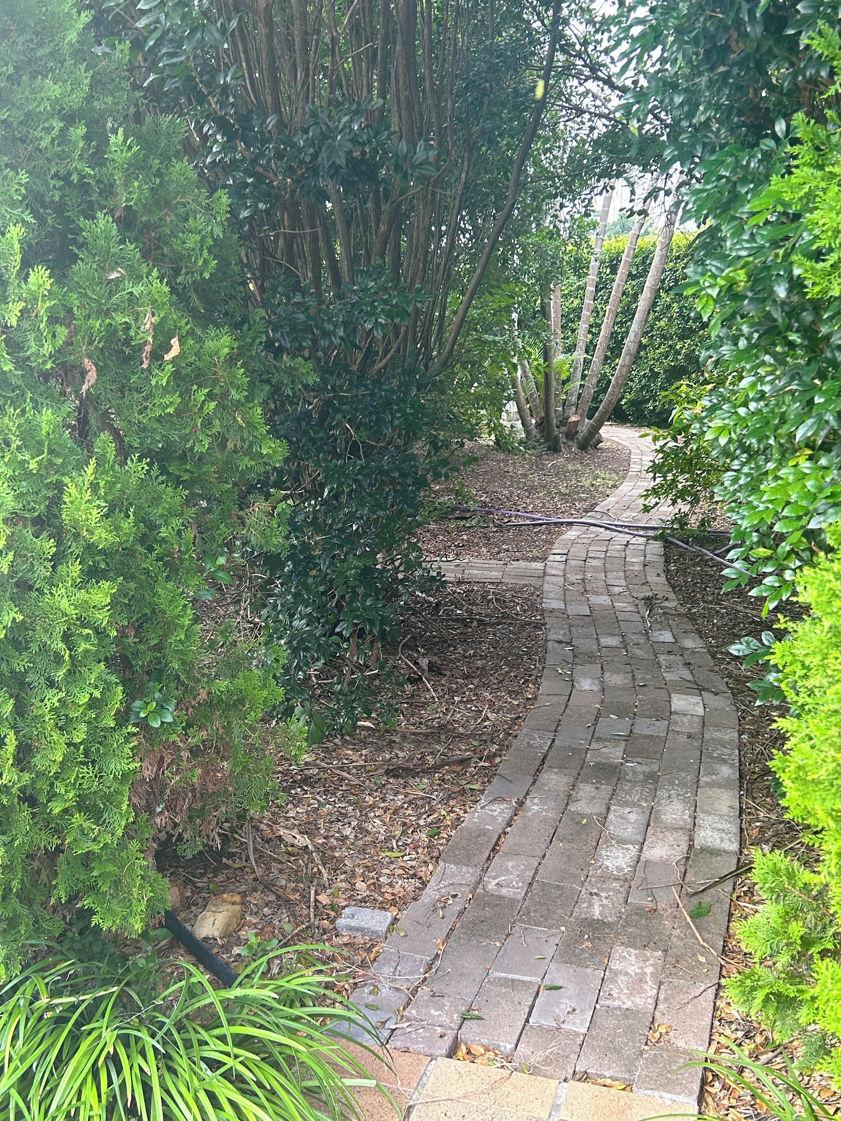 A paved pathway surrounded by dense greenery and trees.