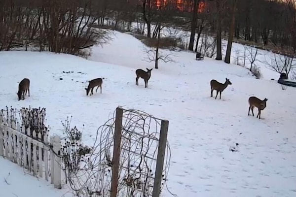 Majestic winter view of the yard