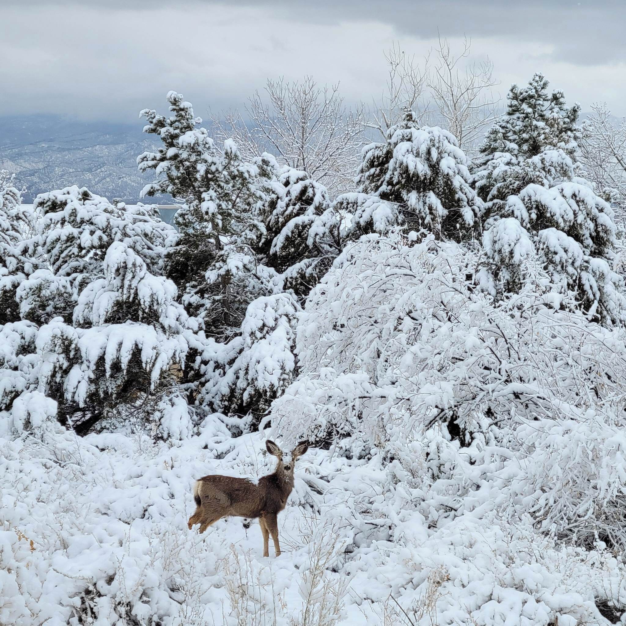 A deer standing in a snowy forest.