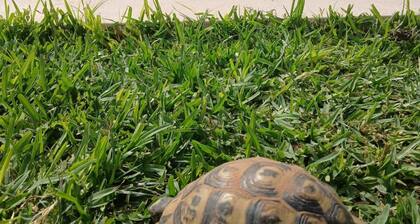 Casa bella vita Tunisia Italia