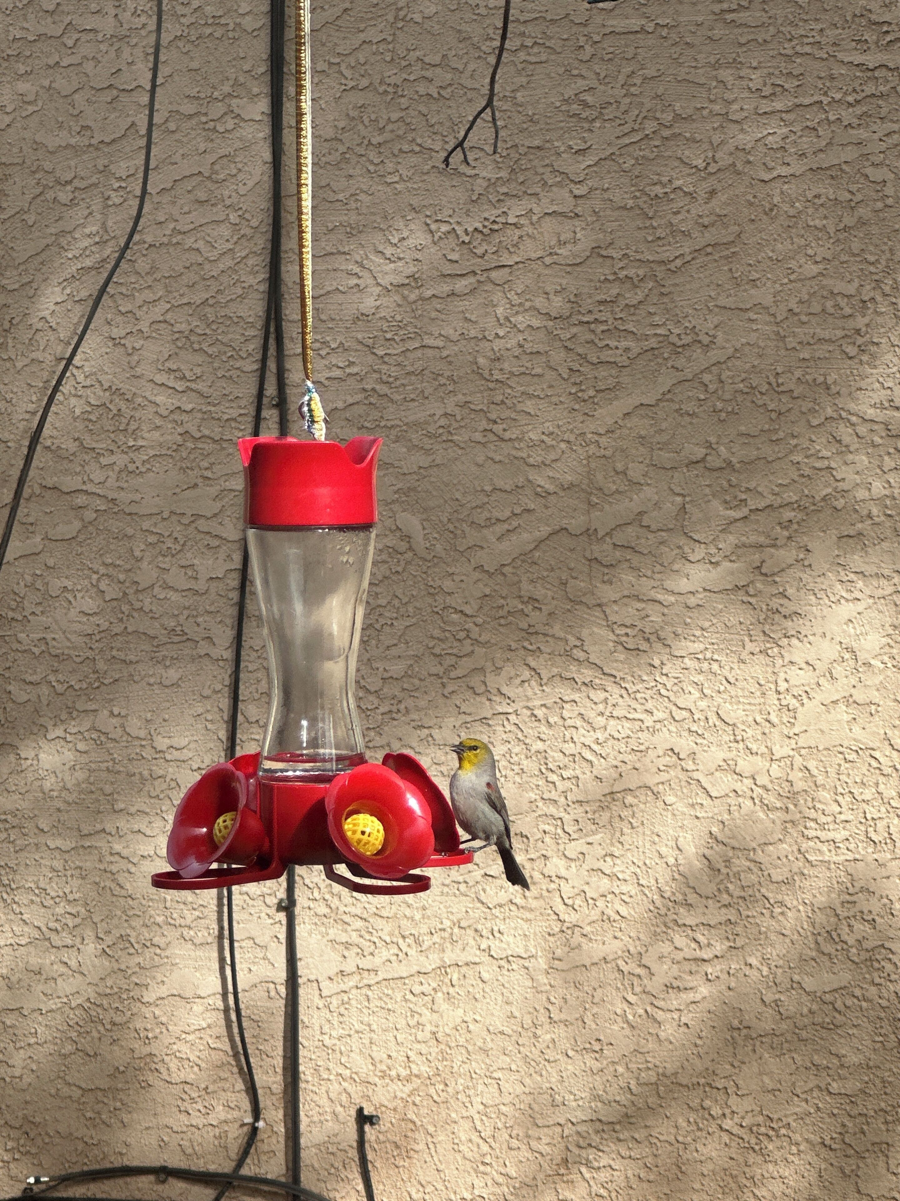 A bird feeder with a clear glass container and red accents, mounted on a textured wall.