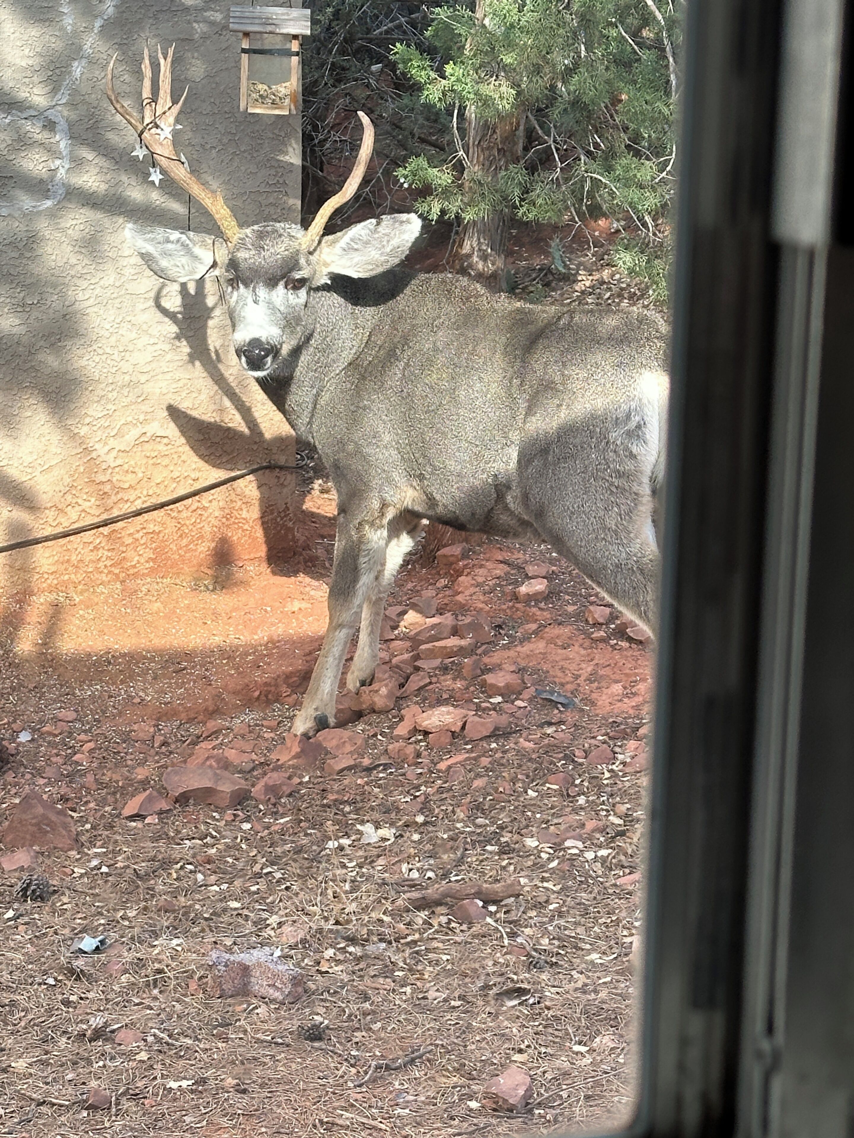 A deer with antlers in a fenced enclosure with a dirt ground and sparse vegetation.