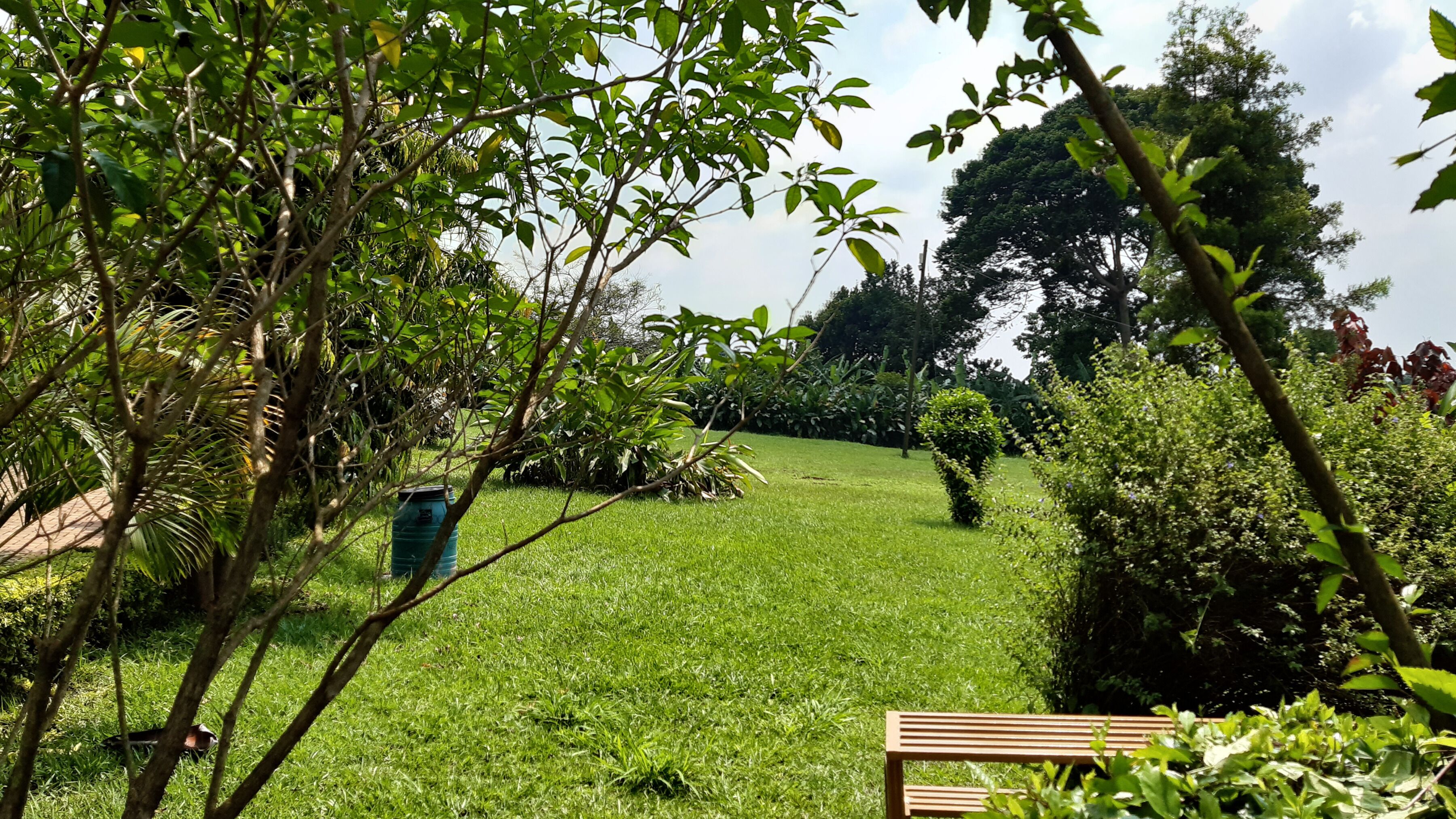 A grassy garden with a bench and a green barrel.