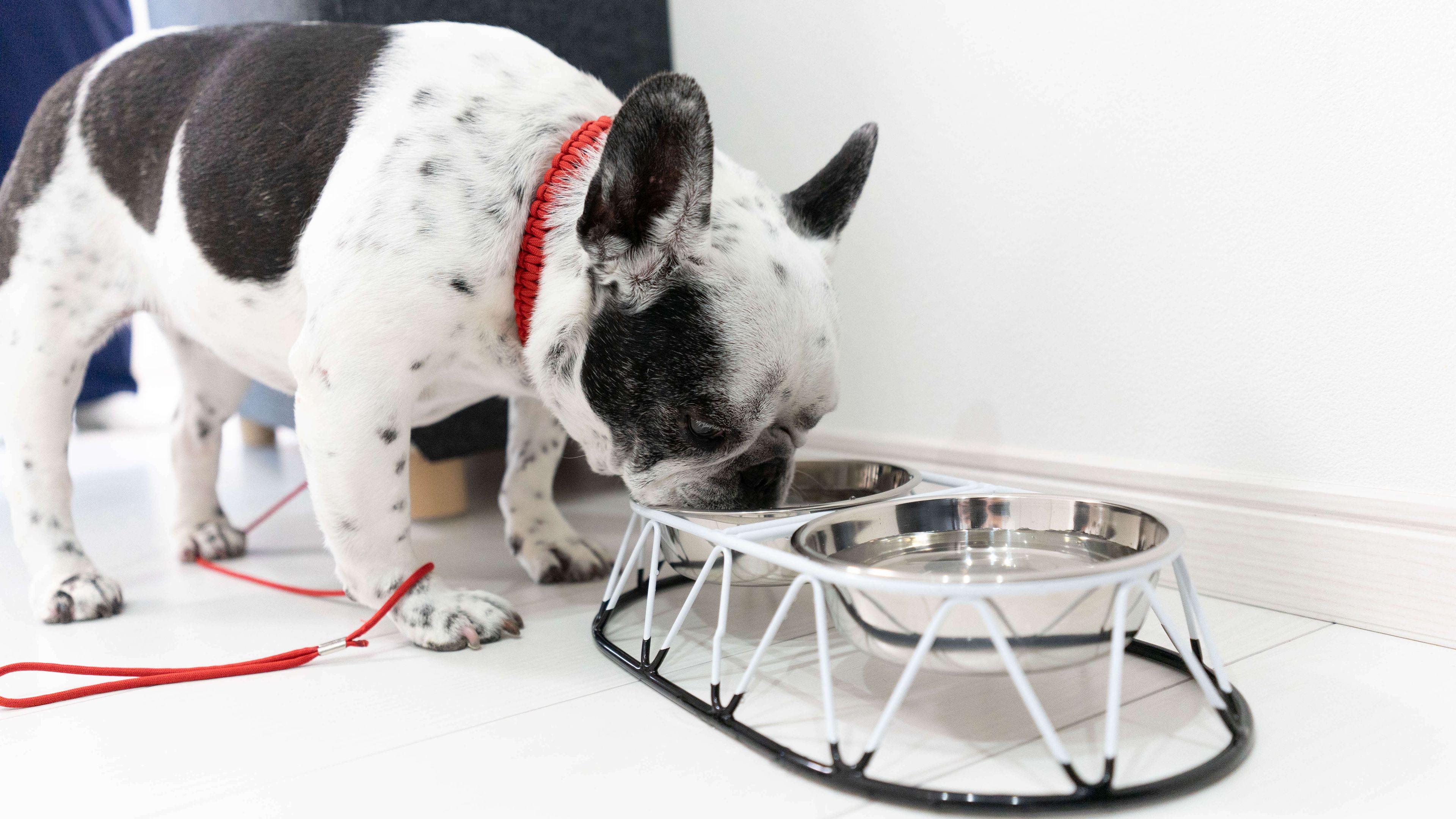 A dog eating from a metal bowl placed on a white floor.