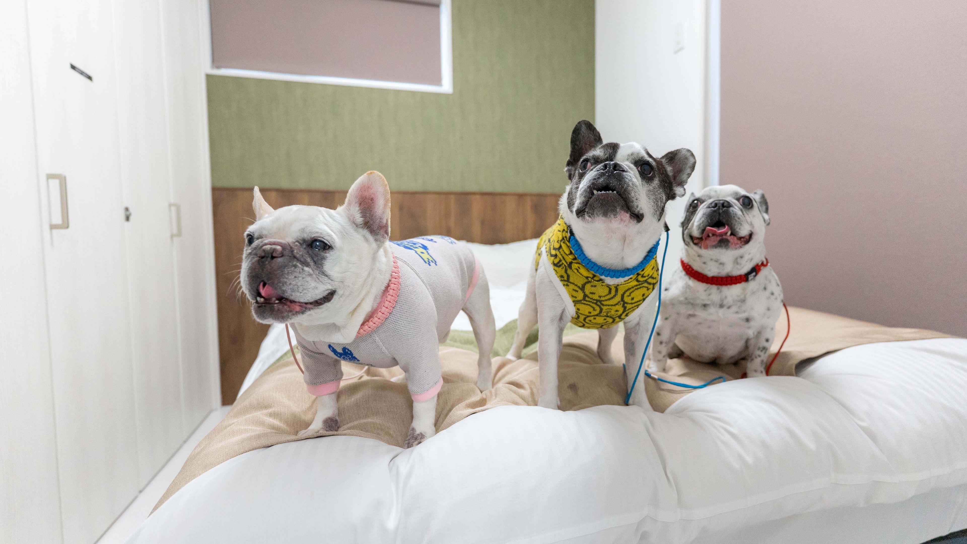 Three dogs on a bed with a white pillow and a green wall in the background.
