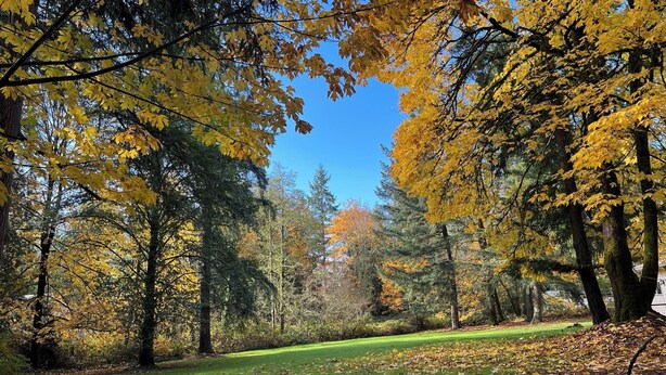 Un parc où les arbres arborent leurs couleurs automnales, avec une pelouse bien entretenue et un ciel bleu dégagé.