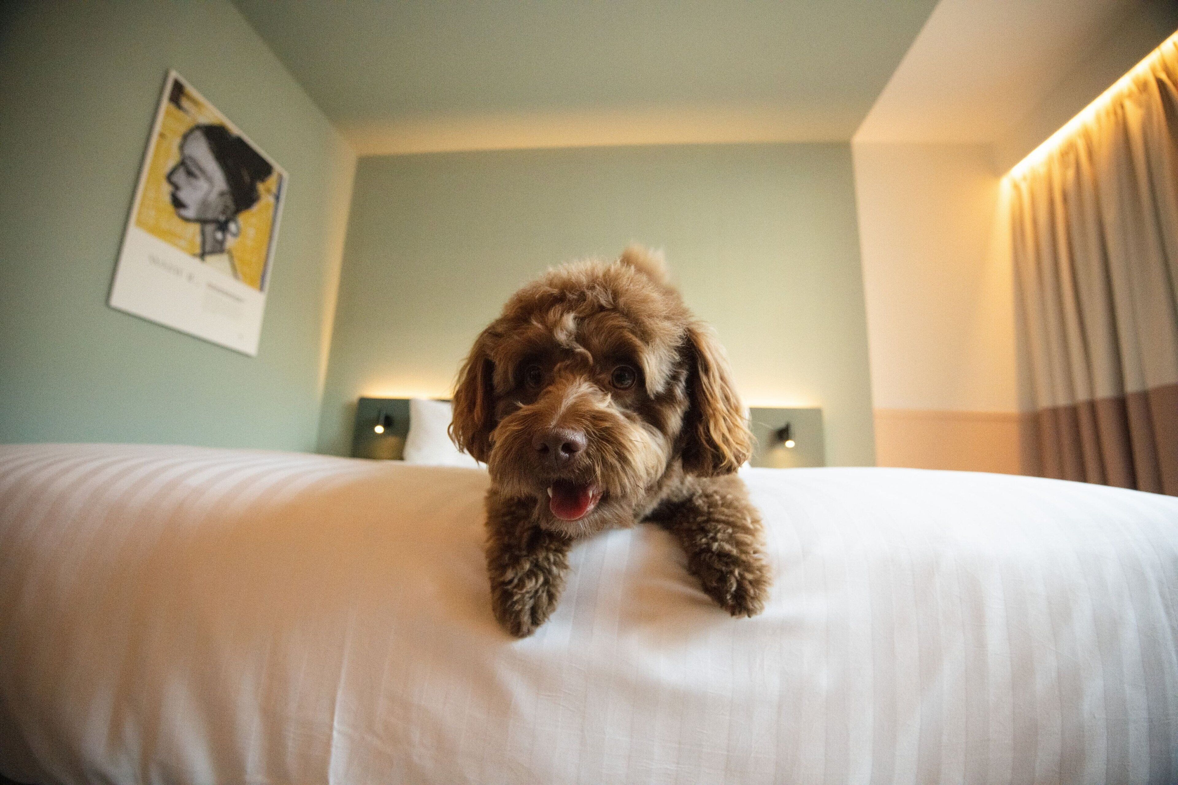 A dog lying on a bed in a hotel room with a portrait on the wall and a lamp on the nightstand.