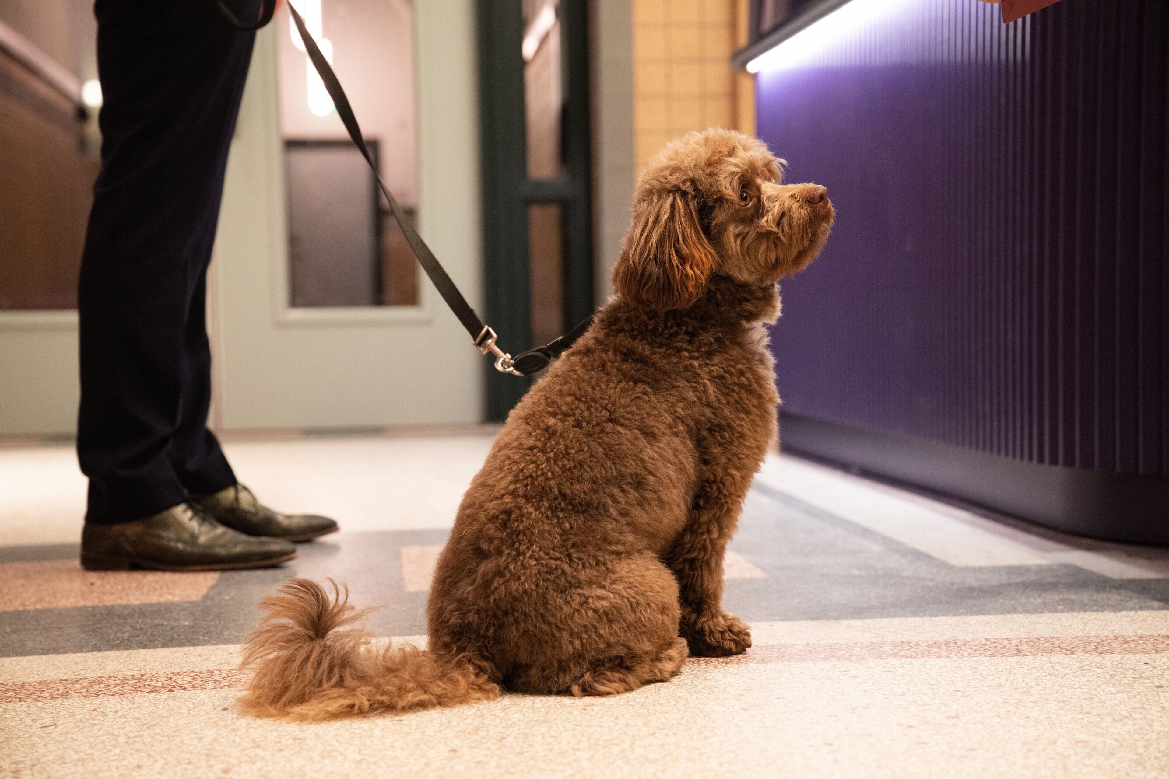 A small brown dog sitting on a carpeted floor with a leash attached to a person standing nearby.