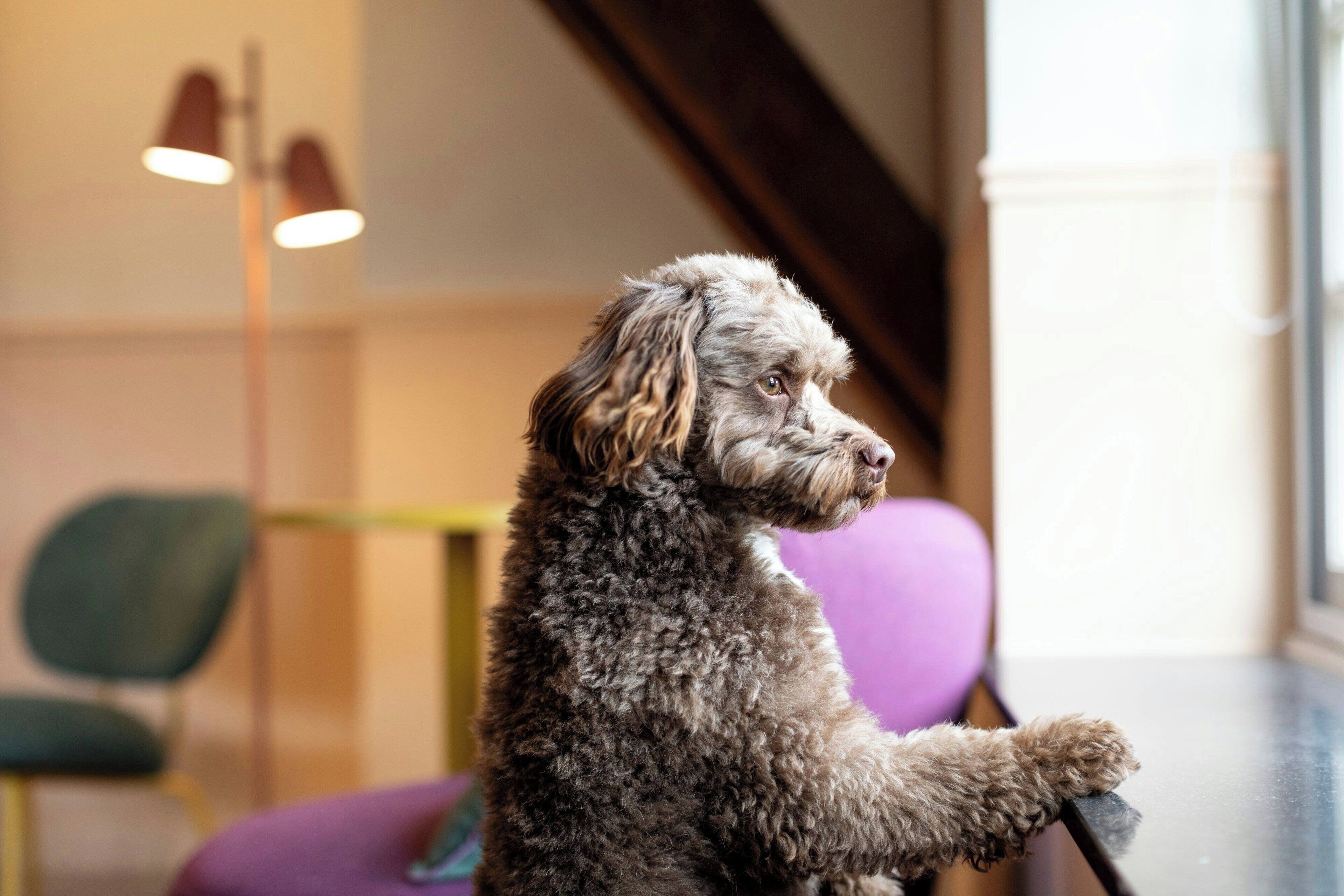 Un perro sentado en una silla en una habitación de diseño moderno, con una lámpara y un ventanal.