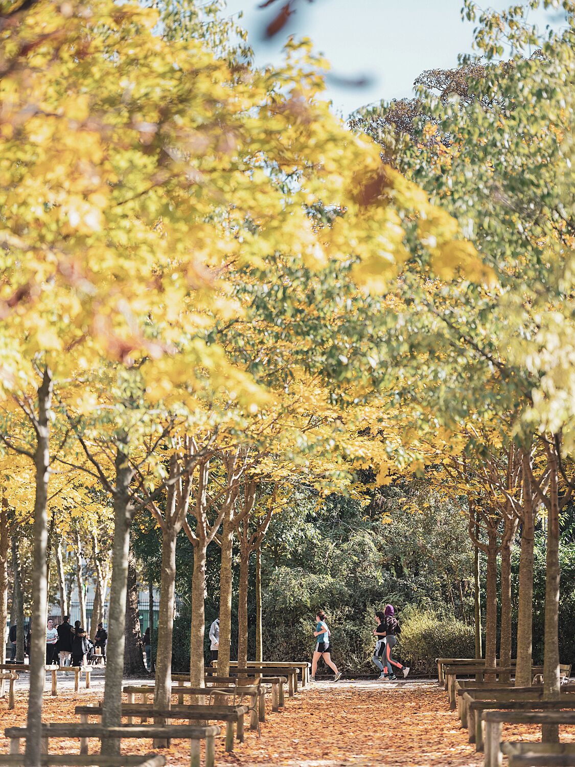 Un parque con árboles, bancos y gente caminando.