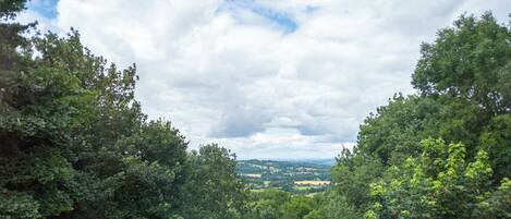 A dense forest with a view of a distant landscape under a cloudy sky.