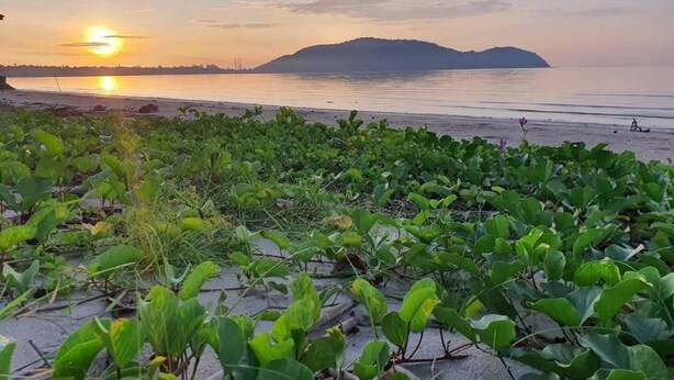 A beach with green vegetation in the foreground and a sunset over the water. - Haad Somboon House (Bang Saphan)