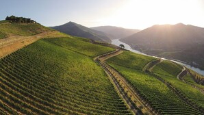 A vineyard with terraced rows of grapevines and a river in the background. - Quinta dos Murças (Peso da Régua)
