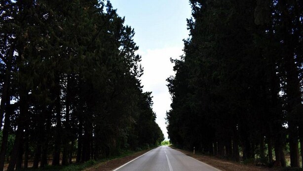 Una carretera recta bordeada por altos árboles a ambos lados.
