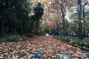 Un sentier recouvert de feuilles mortes, bordé d’arbres et agrémenté d’un banc.