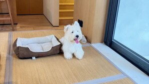 Un perro blanco pequeño en una cama para mascotas cerca de una ventana.