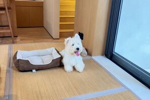A small white dog in a pet bed near a window. - Wenzhou Jinfeng Business Hotel (Yongjia)
