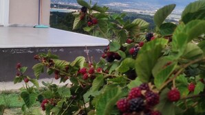 A balcony with a view of mountains and a building in the background. - AKKAYALAR AERIE HOUSE (Bolu)