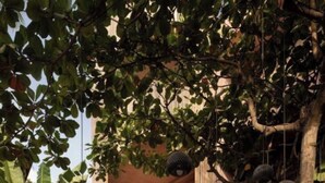 A lush indoor garden with large leafy plants and hanging spherical objects, likely fruits, against a building with curved architecture and a bamboo-like wall. - Hotel Boutique Xiqué (Brisas de Zicatela)