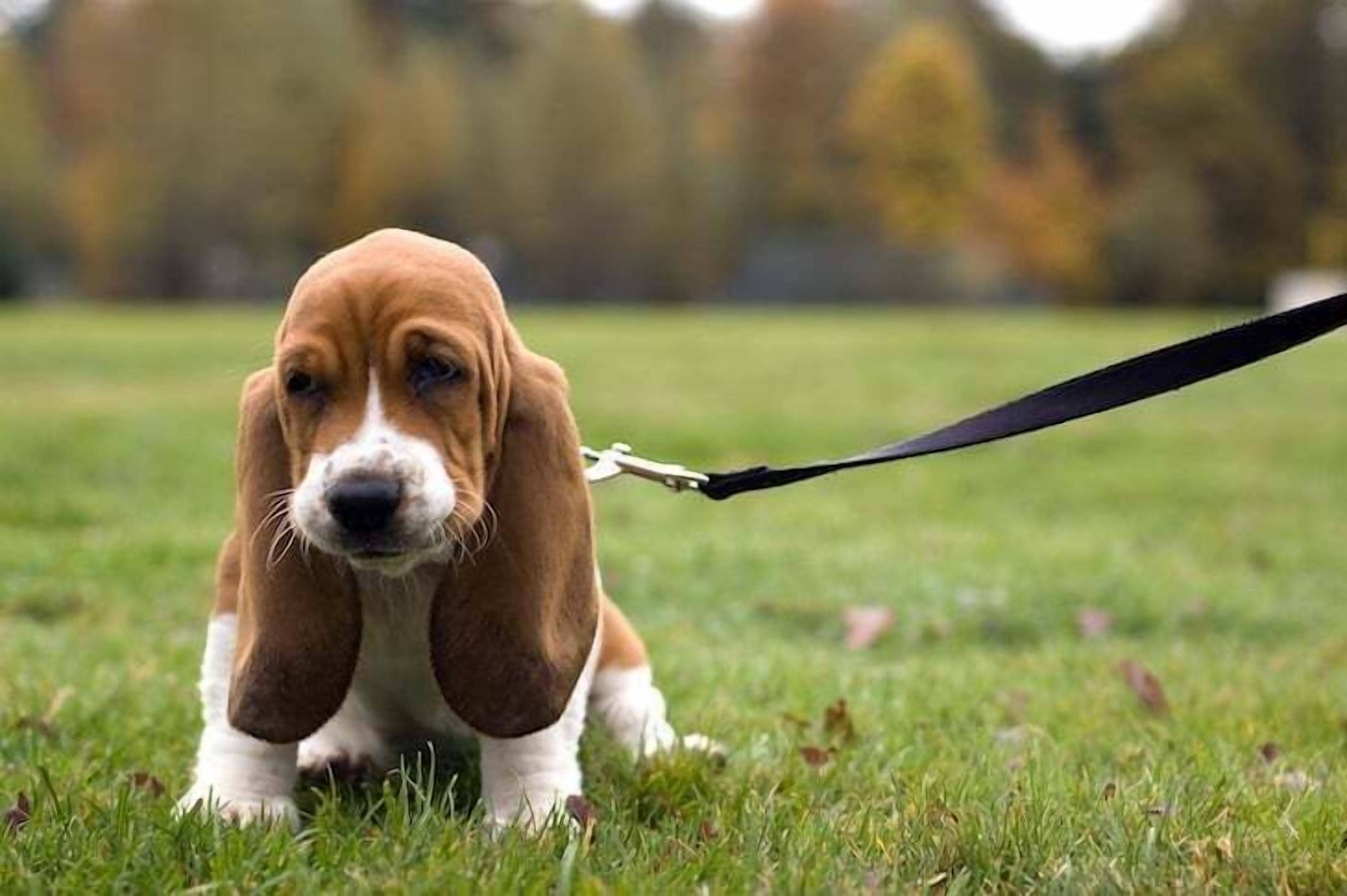 Un perro basset en correa en un campo cubierto de hierba.