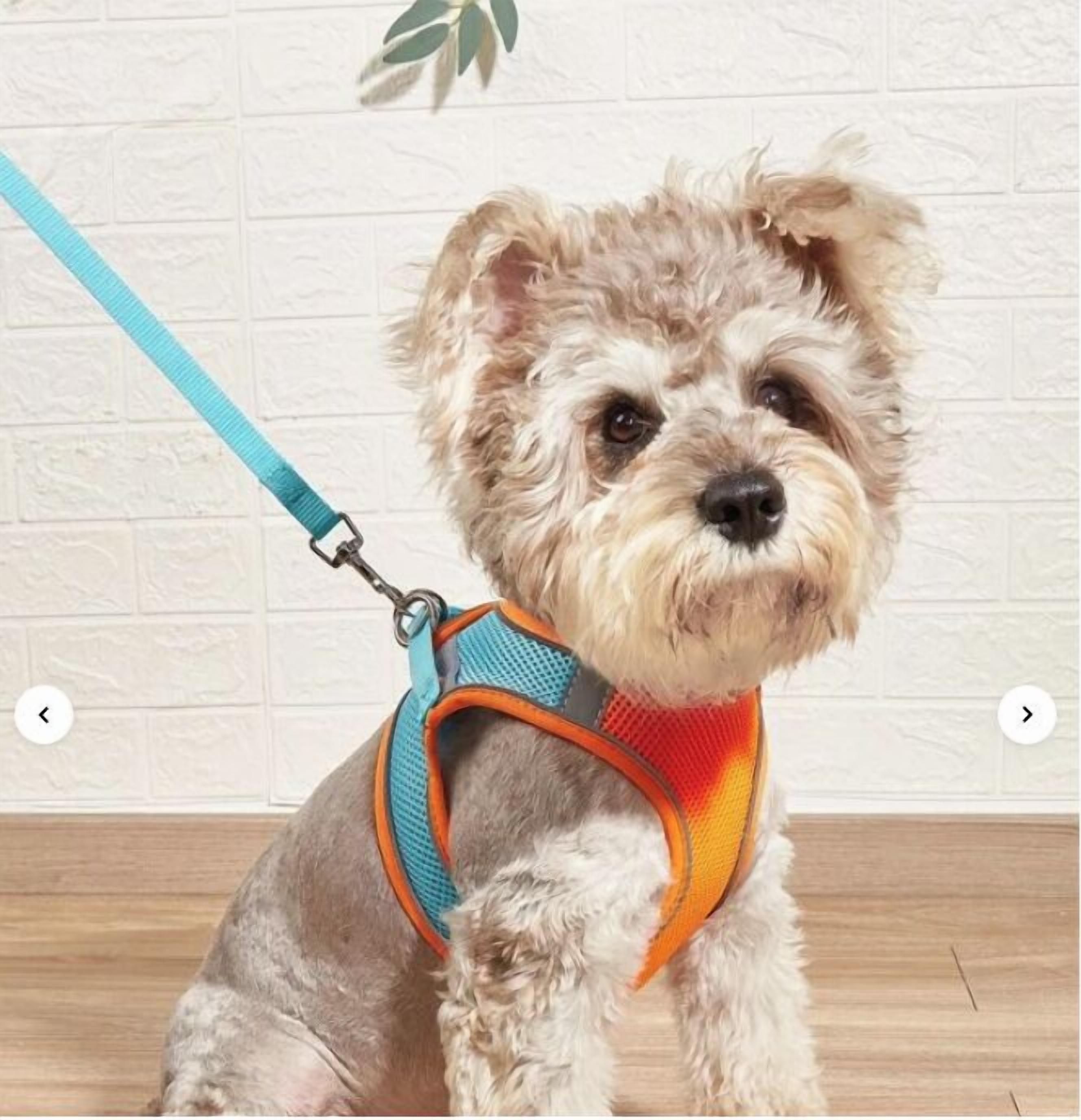 A small dog with a blue and orange harness sitting on a wooden floor.