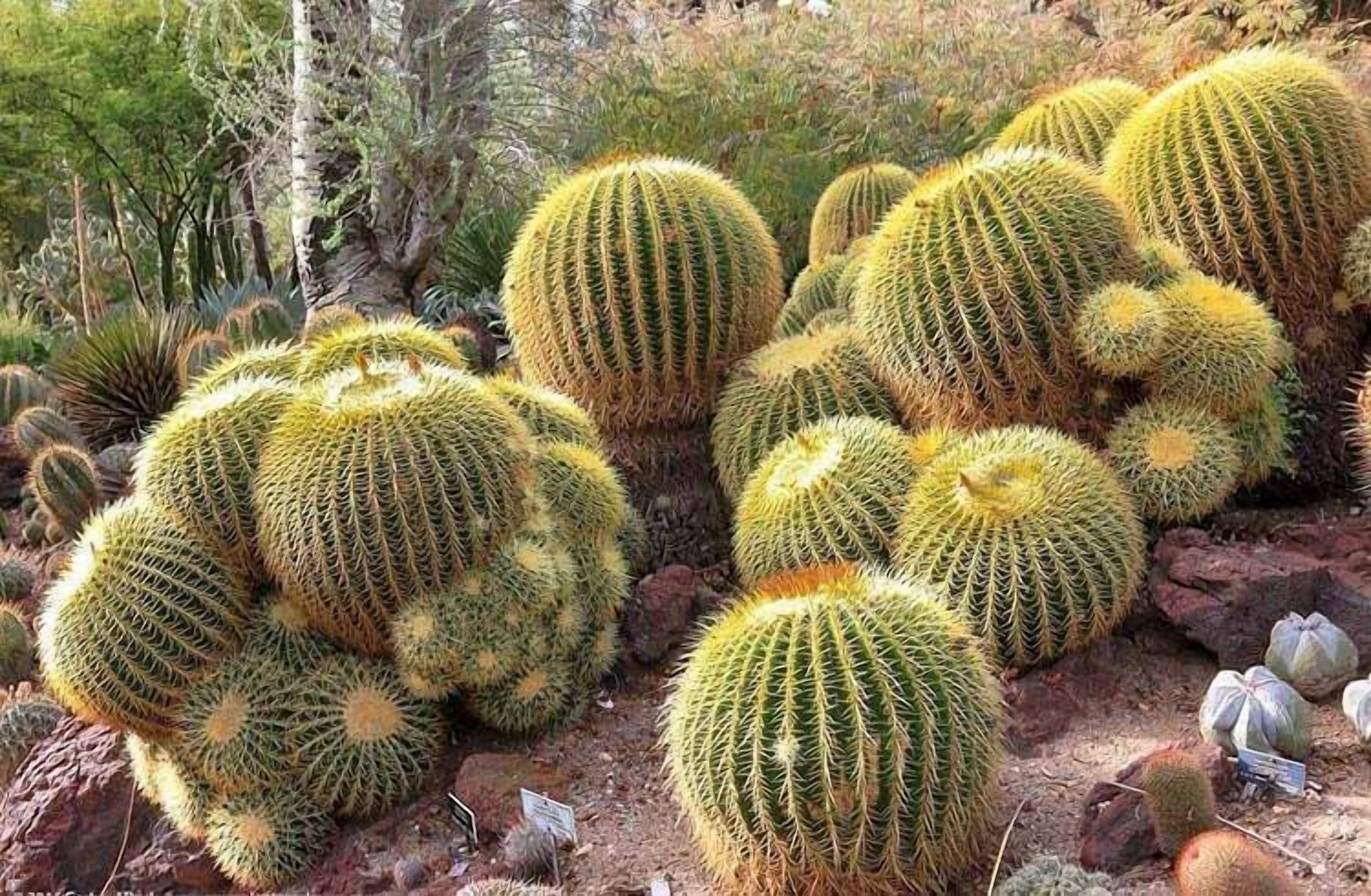 A collection of spherical cacti with spines, surrounded by other desert plants.
