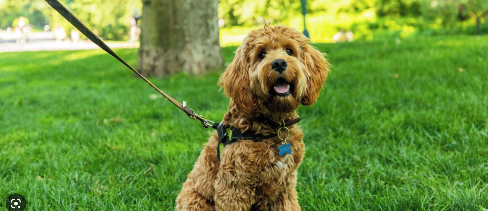 Een hond aan de lijn in een grasrijke omgeving.